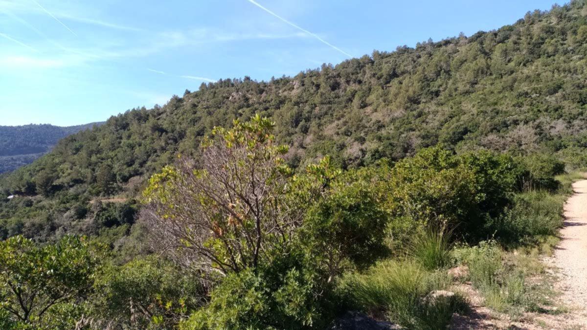 La batida se realizó el sábado en una zona del Parc del Garraf próxima al Castell Eramprunyà de Gavà