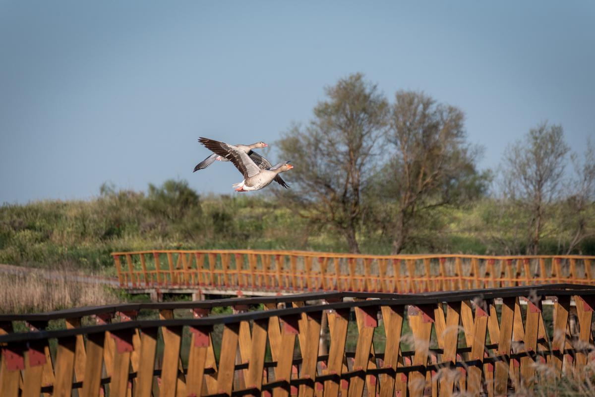 Gansos sobrevolando las pasarelas de madera de Daimiel