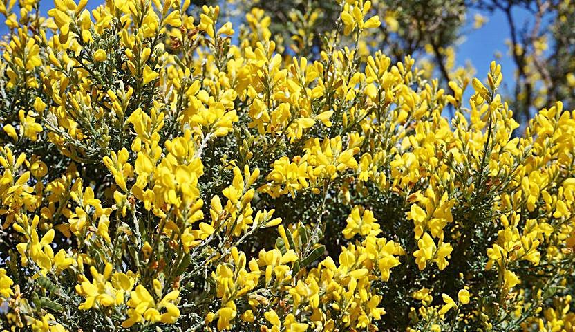 El año de la oveja en flor