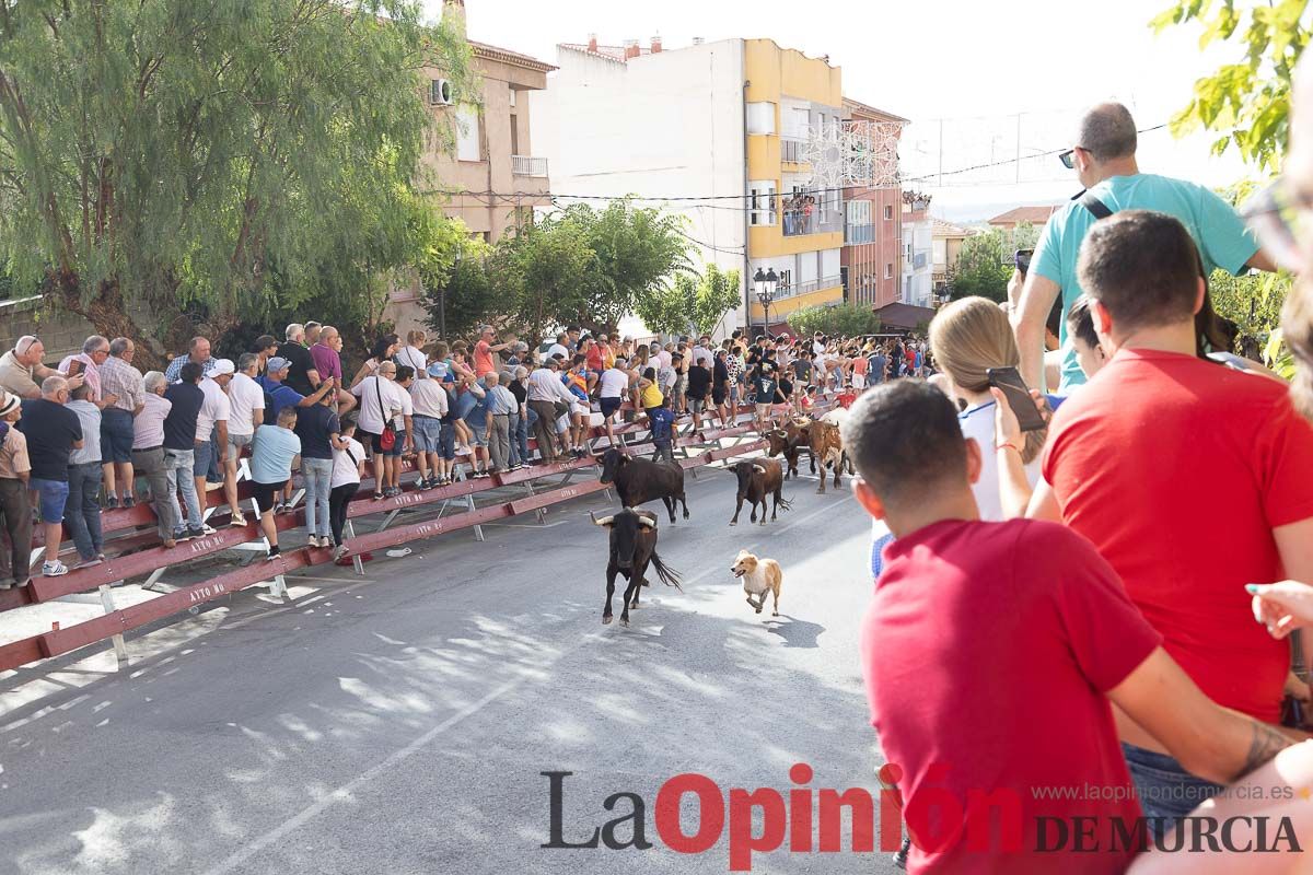 Séptimo encierro de las Fiestas de Moratalla