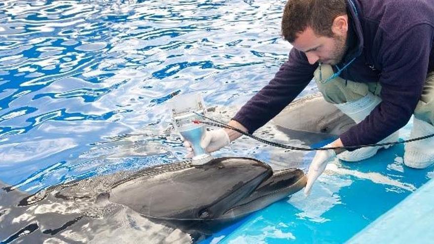 Dos investigadores del Oceanogràfic participan en el panel mundial de la Armada de Estados Unidos