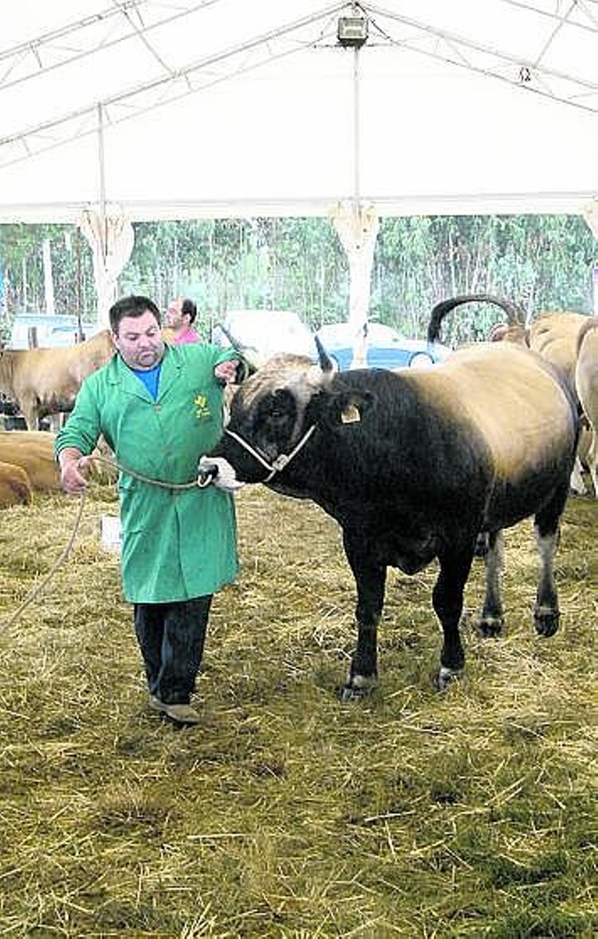 El ganadero José Manuel Iglesias, de Salas, ayer con el toro «Gallardo».