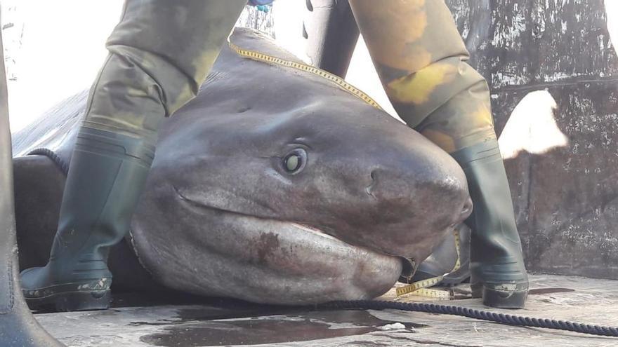 Tiburón cañabota gris: Así es el solitario y primitivo escualo de las profundidades