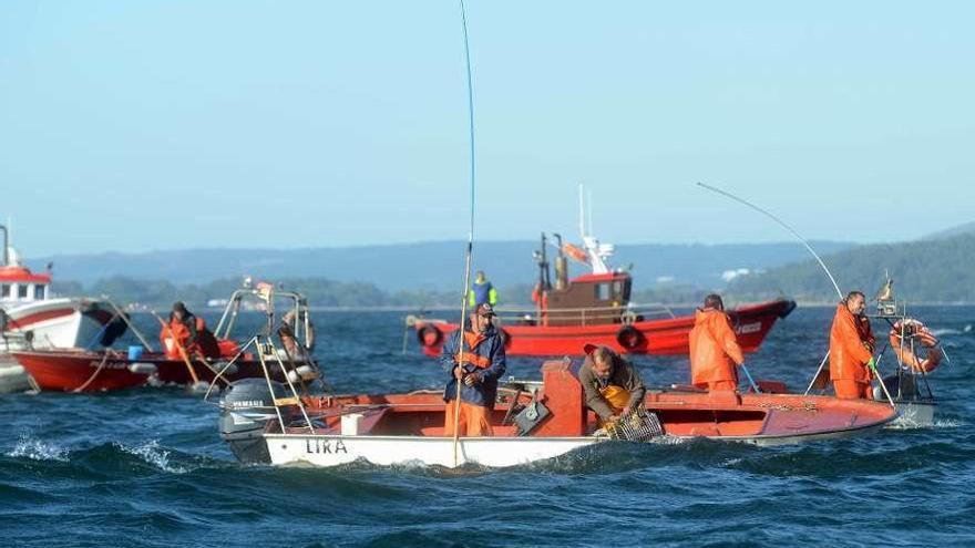 Embarcaciones de libre marisqueo en Os Lombos do Ulla. // Noé Parga