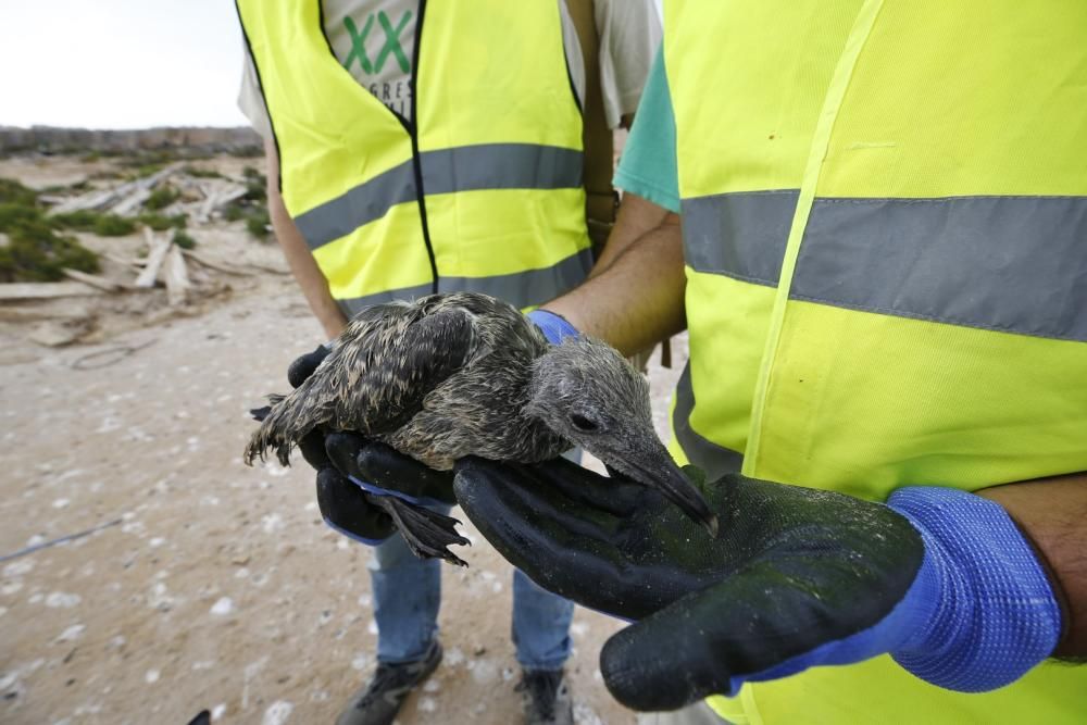 La gaviota que estuvo en serio peligro de extinción hace tres décadas ha encontrado en las orillas de la laguna de Torrevieja, dentro del complejo industrial de las salinas, su segundo refugio de cría