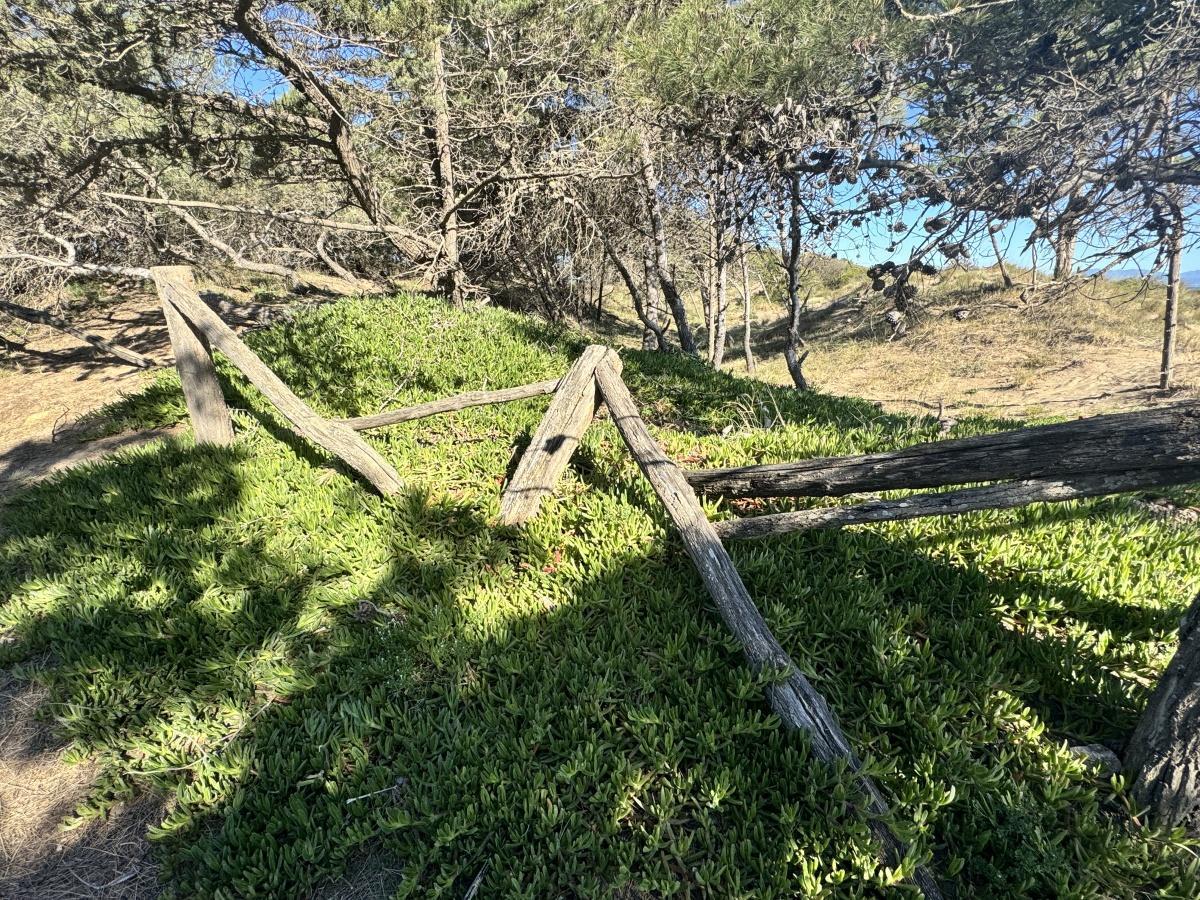 Ungla de gat a la duna d'Empúries, que ara s'erradica.