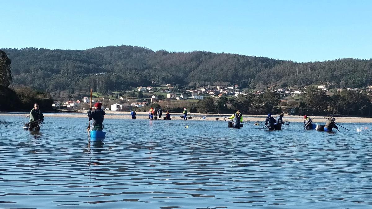 Mariscadoras faenando en el estuario del Anllóns, en una campaña anterior.