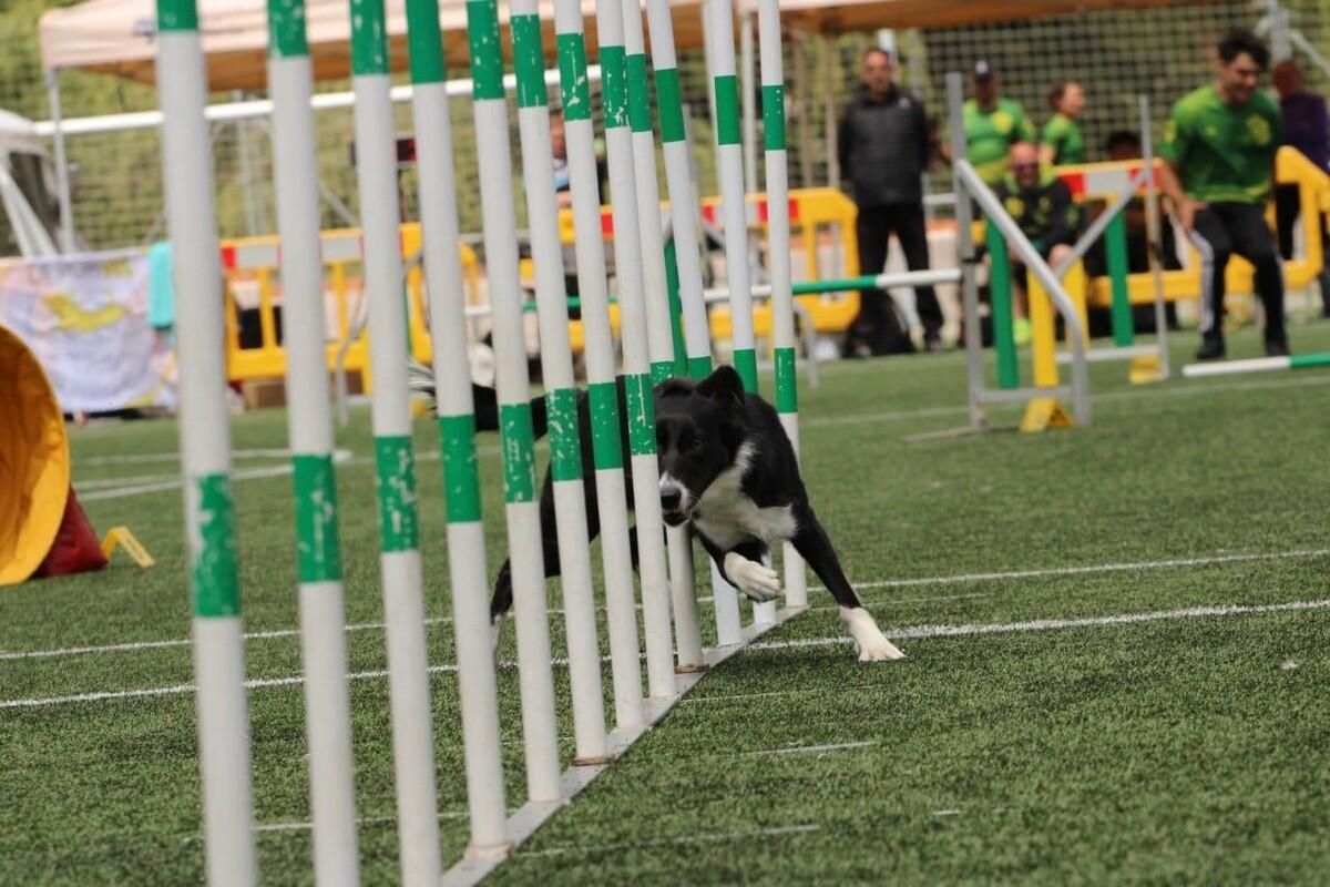 El club AD Agility Pozuelo concursando en los regionales y nacionales de la disciplina.