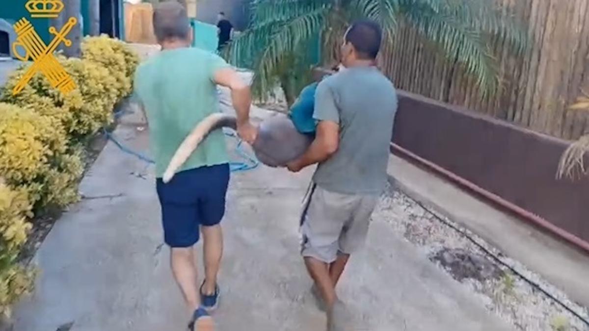 Un canguro en un huerto de Cálig