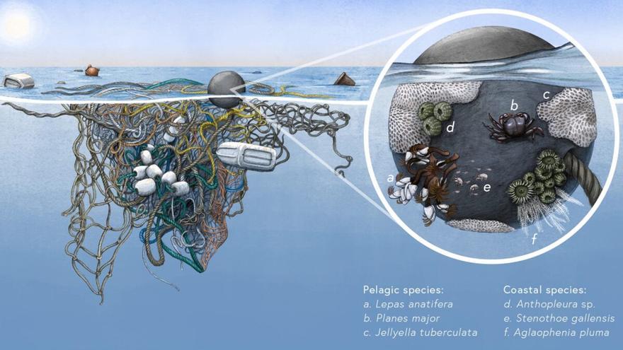 Descubren que la vida surge en las ‘islas de plástico’ en mar abierto