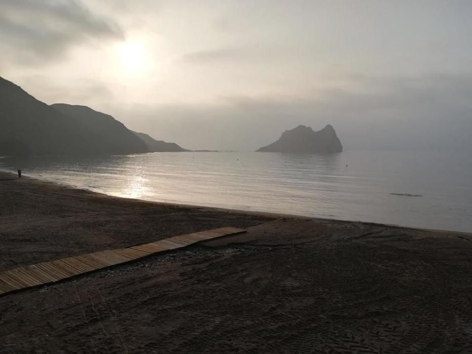 Un delfín aparece muerto en la Playa Amarilla de Águilas