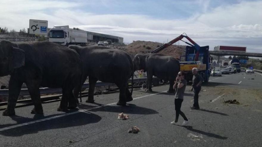 Los elefantes tras el accidente.