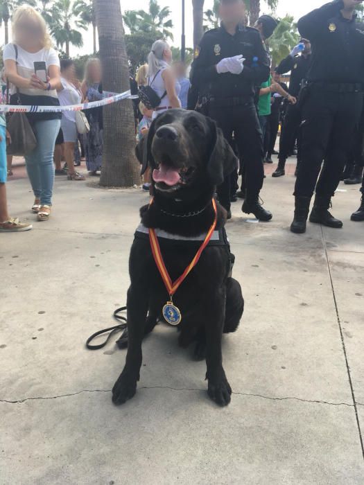 Doky, el perro detector de explosivos de la Policía Nacional