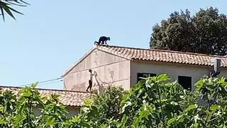 Jóvenes en los tejados de la escuela de Bunyola: el ayuntamiento advierte a las familias y la Policía Local incrementa la vigilancia