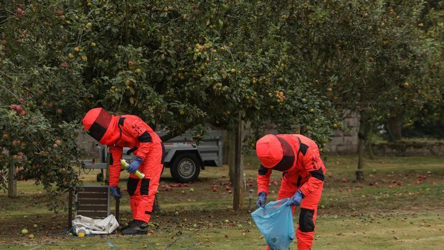 Gijón bate récord de capturas de avispa asiática, con 4.000 reinas atrapadas, y evita la proliferación de "millones" de nuevos ejemplares