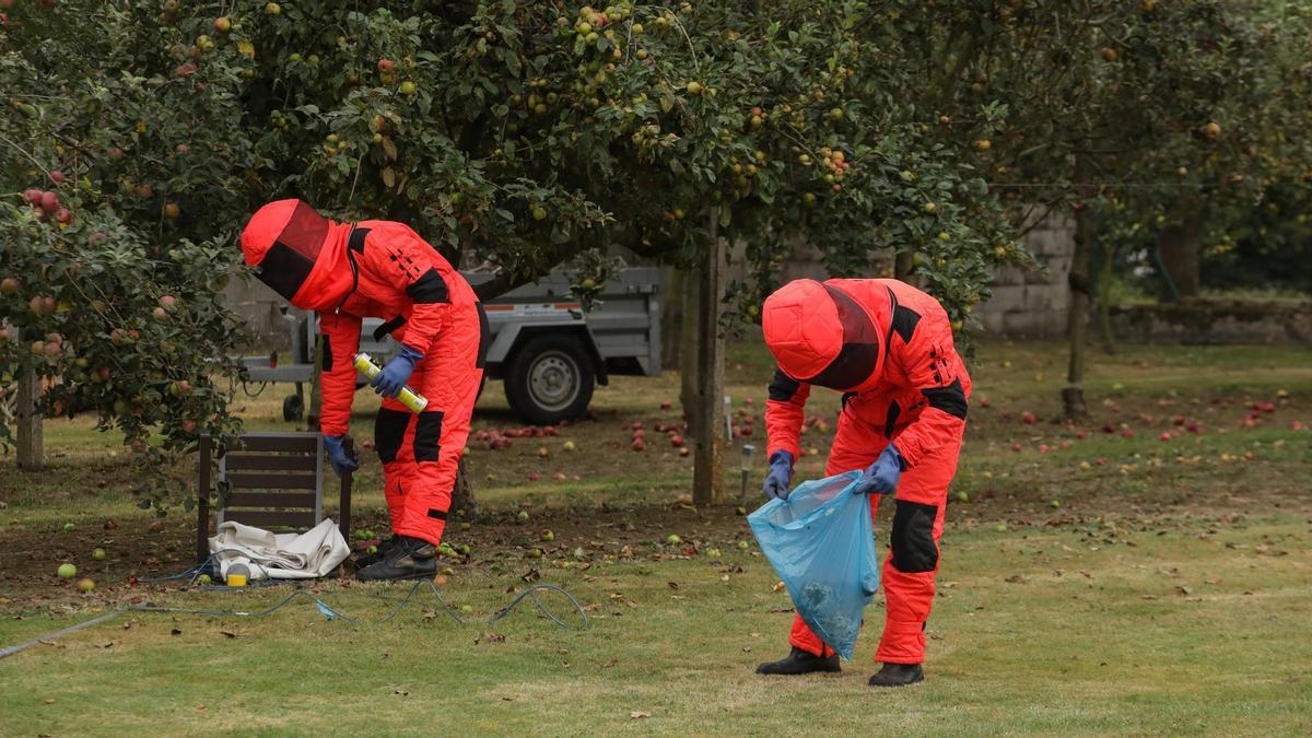 Bomberos retirando nidos de avispa asiática.