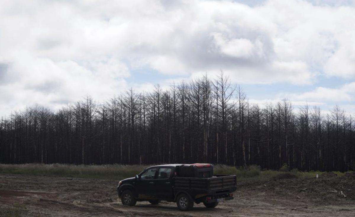 "Urge una política forestal a 20 años"