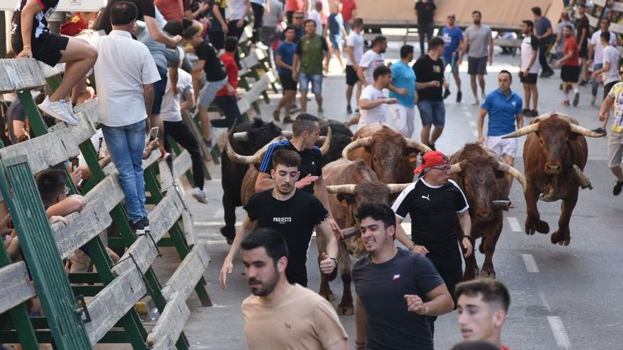 Solo dos toros acompañaron a los cabestros en el segundo encierro de las fiestas de Sant Pasqual, ya que los otros tres quedaron rezagados.