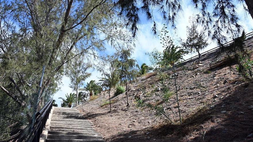 Más árboles, suelos que absorben menos el calor y hoteles para insectos: San Bartolomé avanza en la creación de zonas de sombra en colegios y la renaturalización de entornos urbanos