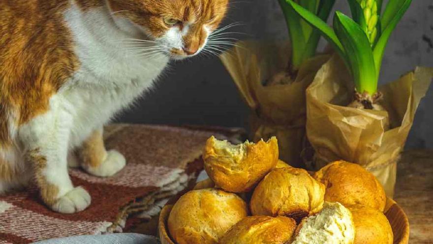 Qué les pasa a los gatos cuando comen pan