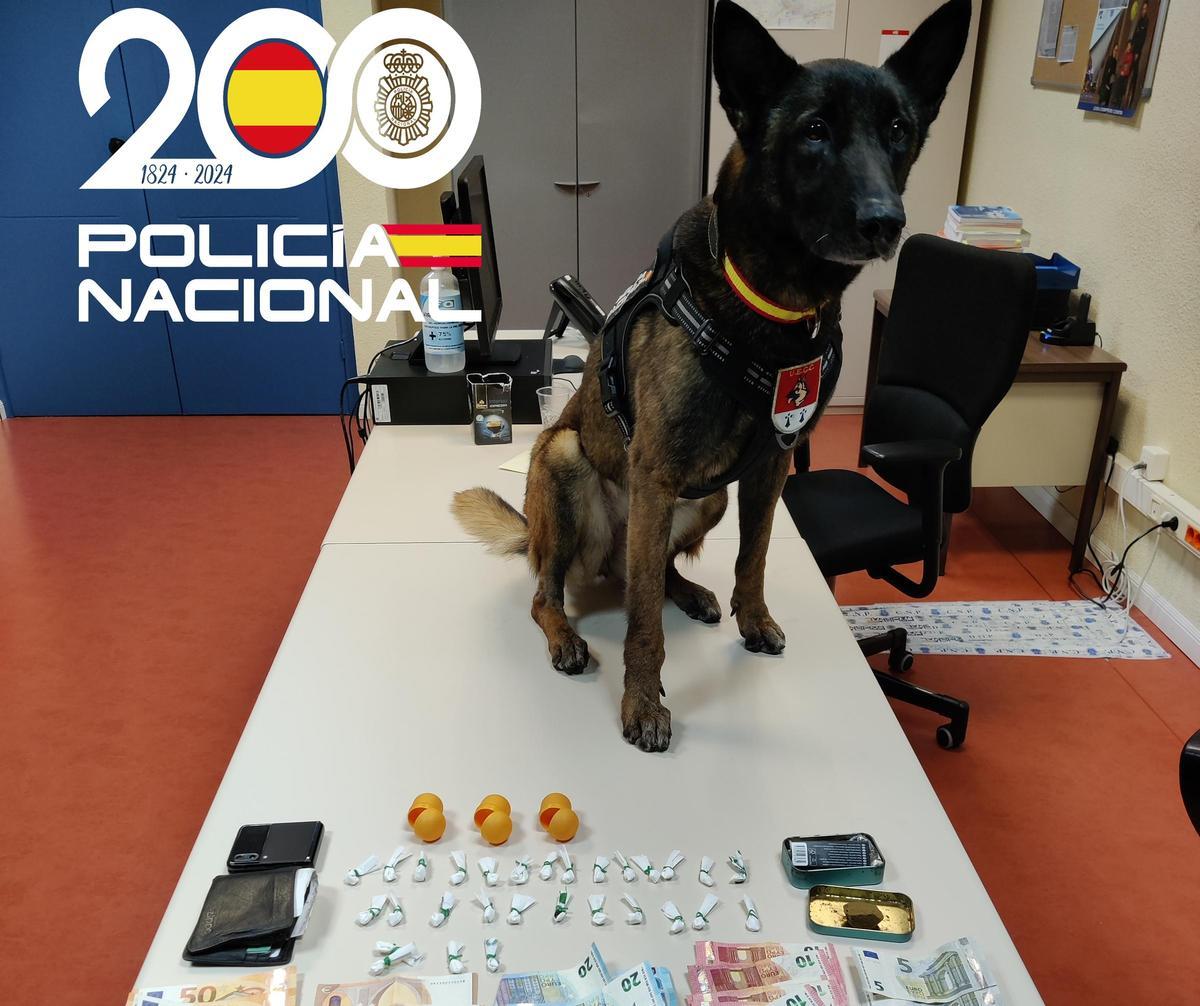 &quot;Mía&quot;, la agente de la unidad canina que participó en la operación, con la droga requisada.