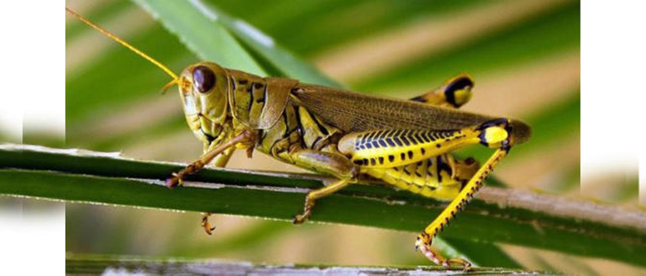 La silenciosa desaparición de los insectos