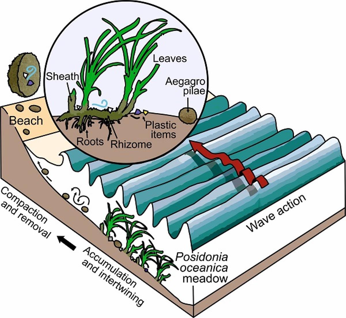 La posidonia puede capturar y extraer plásticos del mar