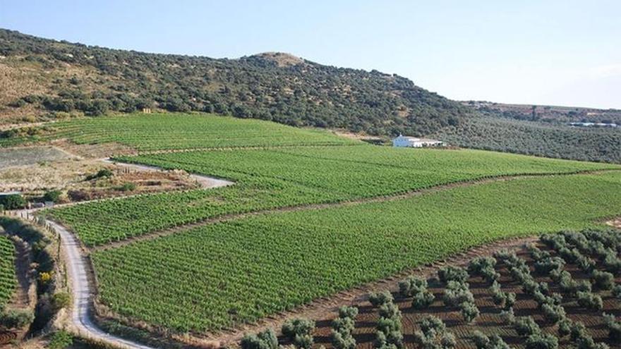 La tradición vinícola de Málaga y Ronda, una de las diez nuevas rutas turísticas gastronómicas