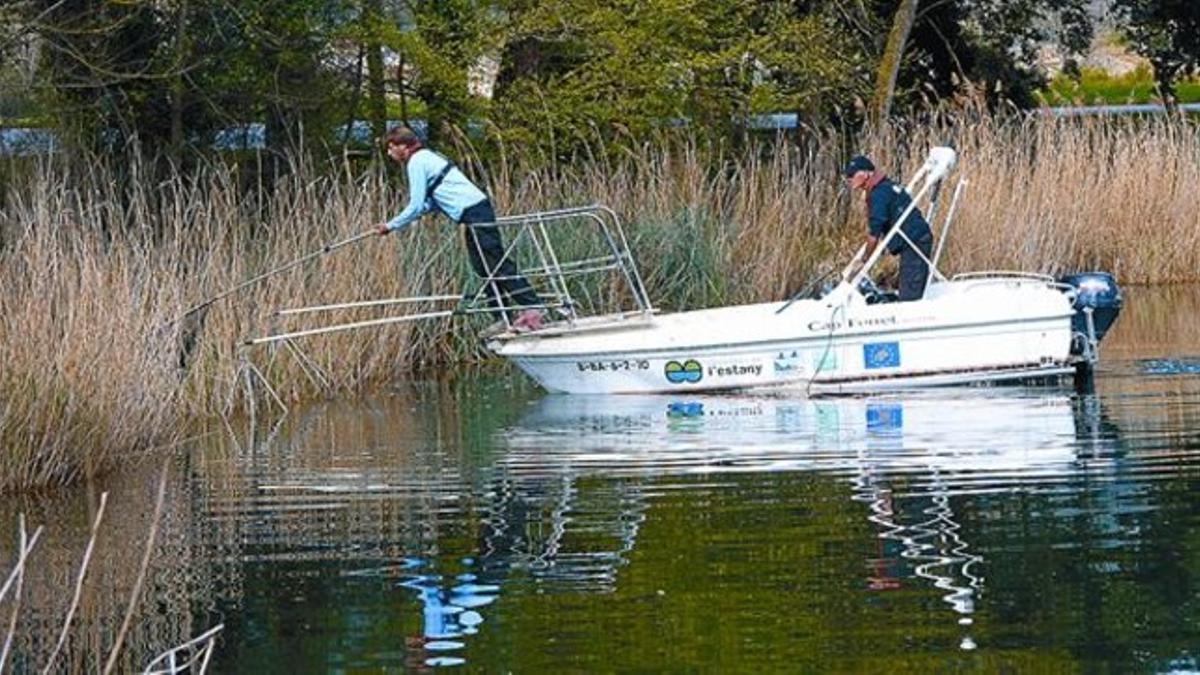 Búsqueda de peces exóticos en una orilla del lago de Banyoles.