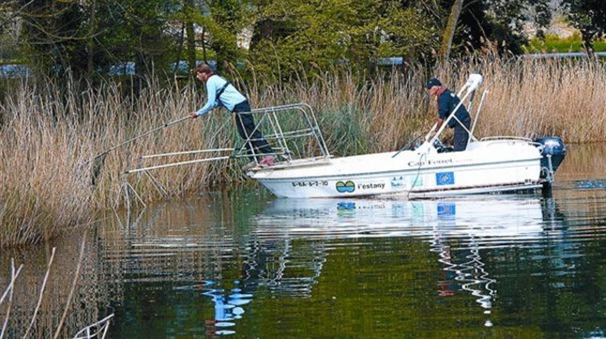Recerca de peixos exòtics en una riba de l’estany de Banyoles. Recerca de peixos exòtics en una riba de l’estany de Banyoles.