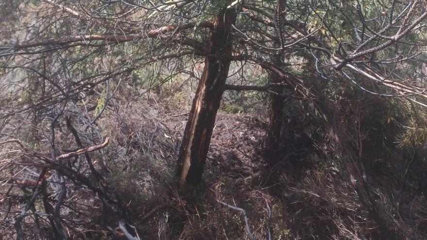 Extinguido un incendio forestal en Rosinos de la Requejada