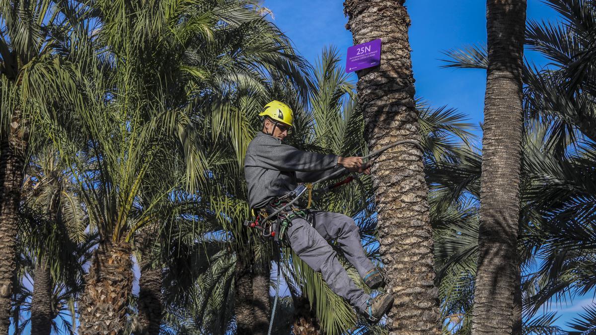 Un palmerero coloca una placa conmemorativa del 25N en una palmera en Elche