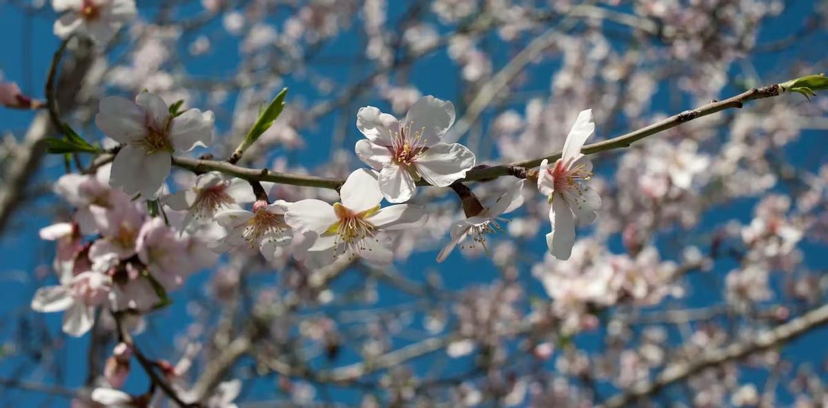 Estas son las consecuencias del adelanto de la floración
