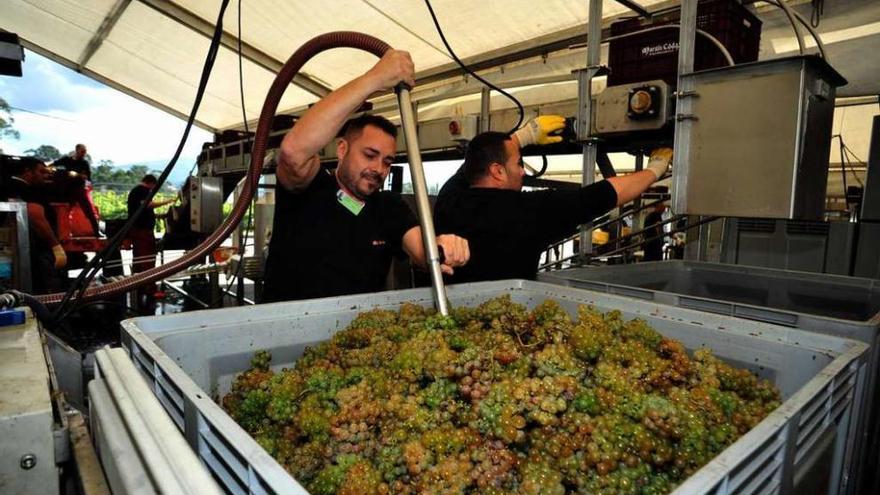 Las bodegas de O Salnés se encuentran a pleno rendimiento en estos momentos. // Iñaki Abella