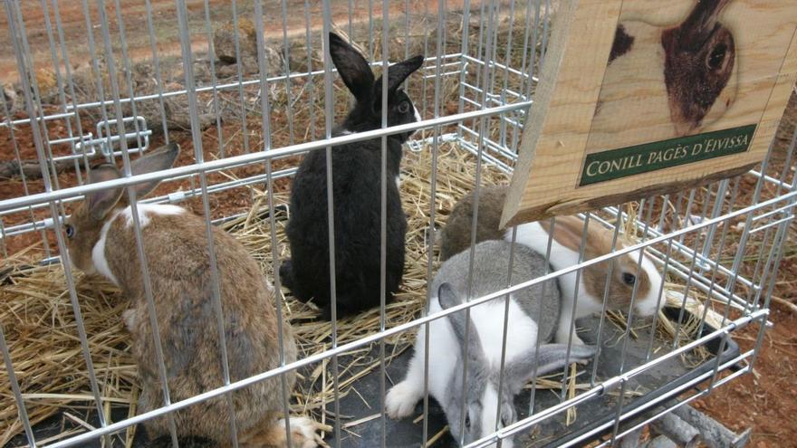 En busca de criadores de conejo ibicenco