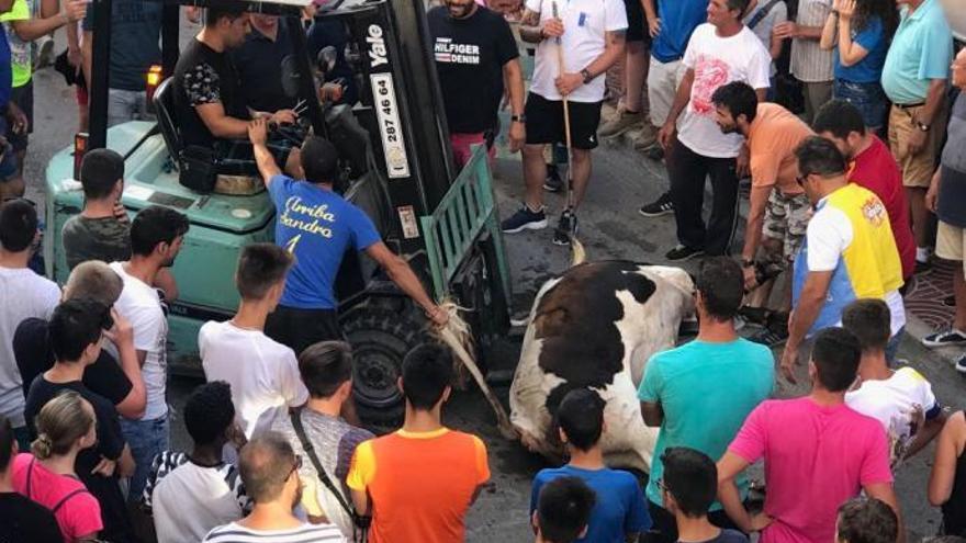 Muere un toro de un infarto en los &#039;bous al carrer&#039;