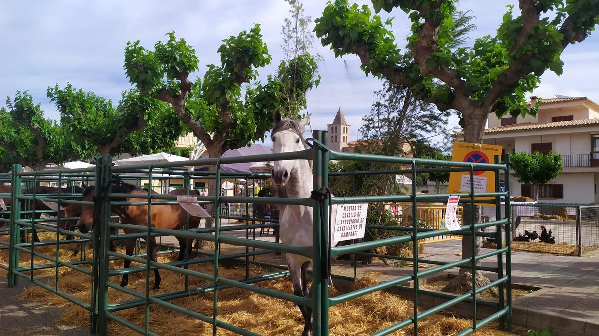 Feria en Campanet.