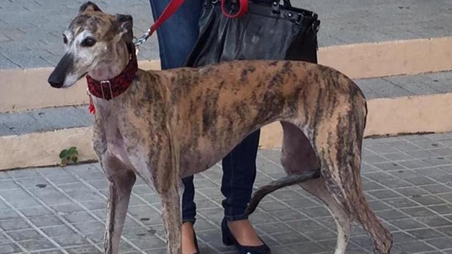 Bene, la galgo tras la rehabilitación.