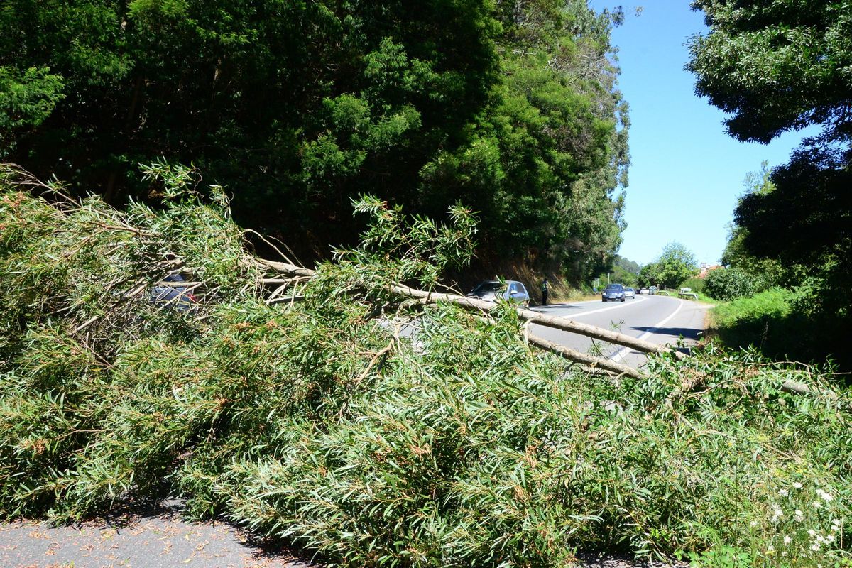 Los árboles cortaron un carril de la carretera PO-551 entre Cangas y Bueu.
