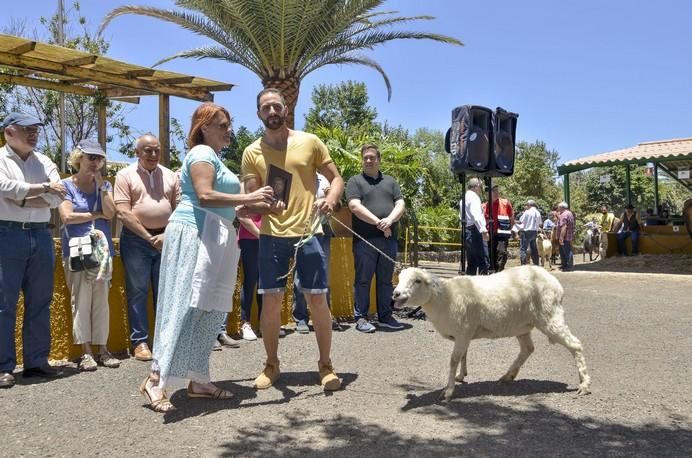 ARUCAS GRAN CANARIA A 28/05/2017 Entrega de premios concurso de ganado del Cabildo de Gran Canaria. FOTO: J.PÉREZ CURBELO