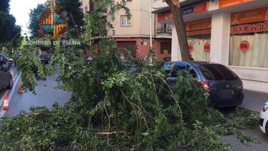 Un árbol se desploma en la calle Eusebio Estada de Palma y golpea a dos coches