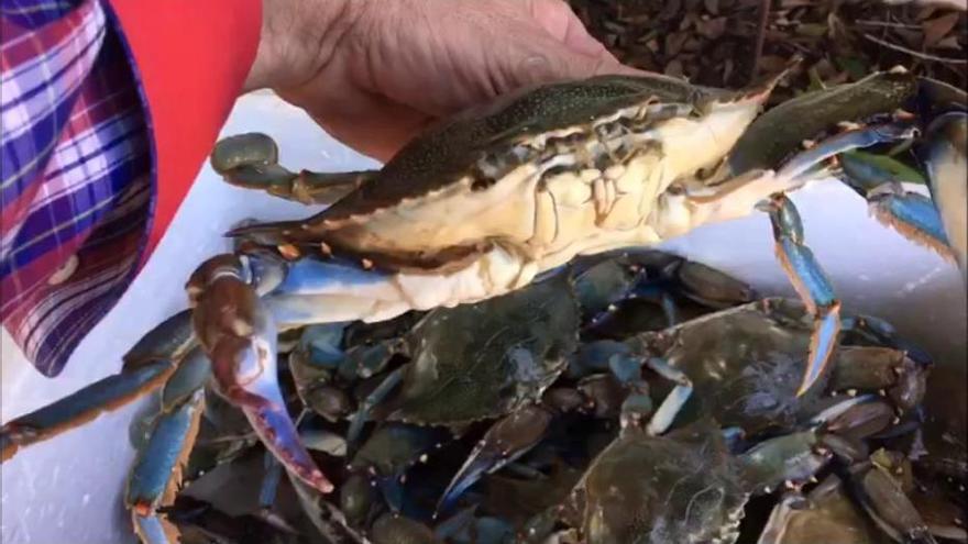 El cangrejo azul, una amenaza para el Mar Menor