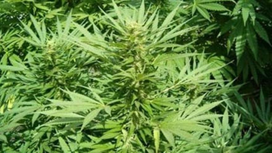 Agrede a un vecino que trataba de robarle tres plantas de marihuana