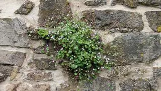 Cimbalaria: la planta que aparece y desaparece por arte de magia
