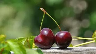 El aviso de un agricultor sobre el riesgo de comer cerezas sin fijarte en este detalle: "Cuidado"