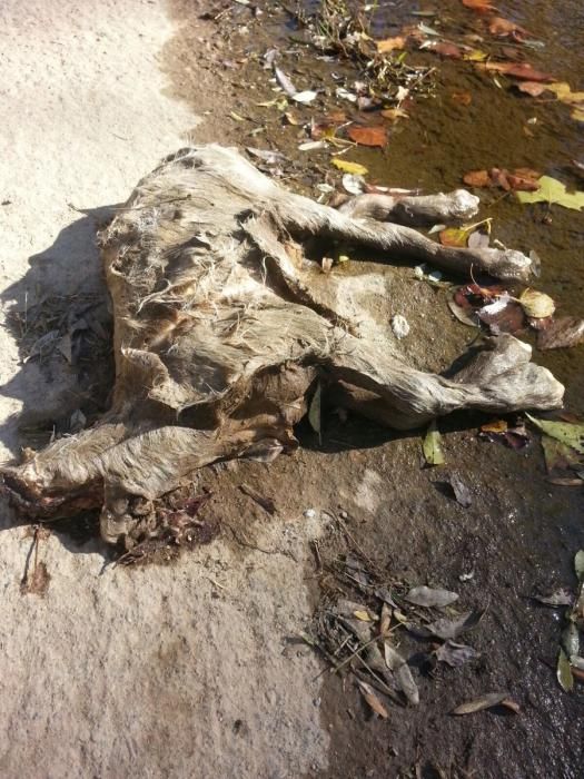Animals decapitats a Girona
