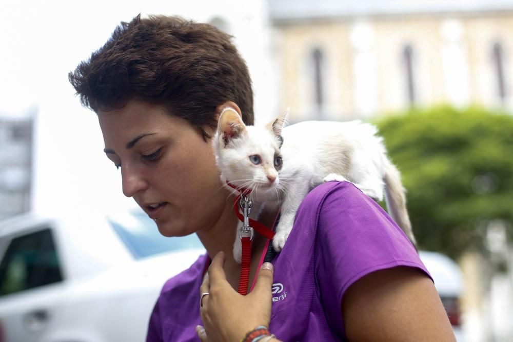 Peregrinos que salvaron a un gato en el Sella