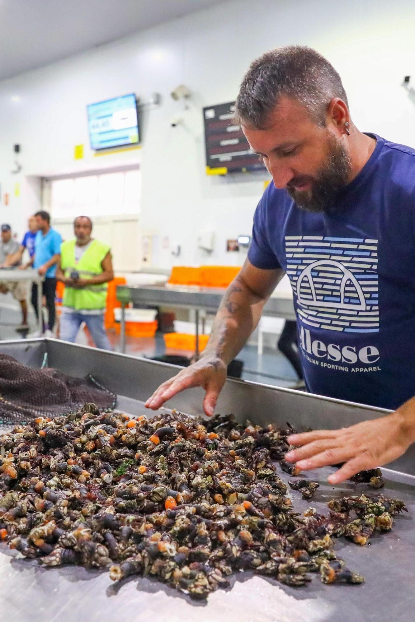Los últimos retoques de la Festa do Marisco de O Grove.