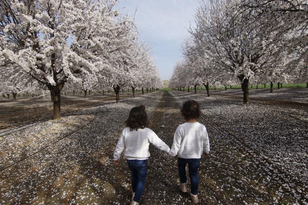 Almendros en flor, un espectáculo de la naturaleza