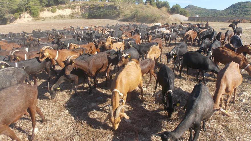 El ramat de cabres sortint a pasturar